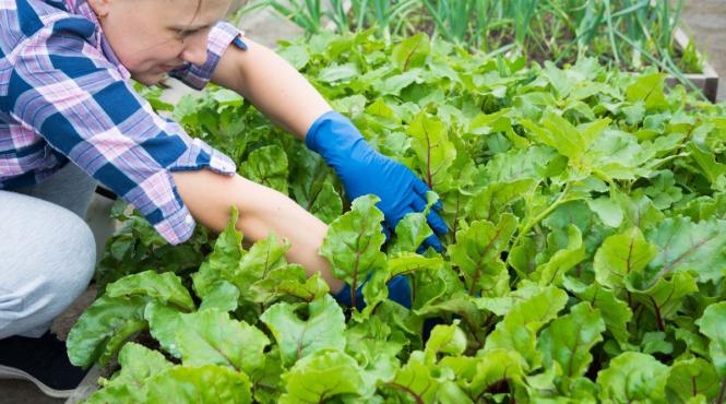 hrana 2024 alimente firme romania ferma farfurie