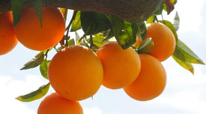 7 beneficii mandarine organism