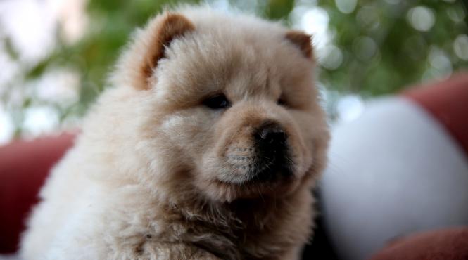 11 rase caini limba albastra