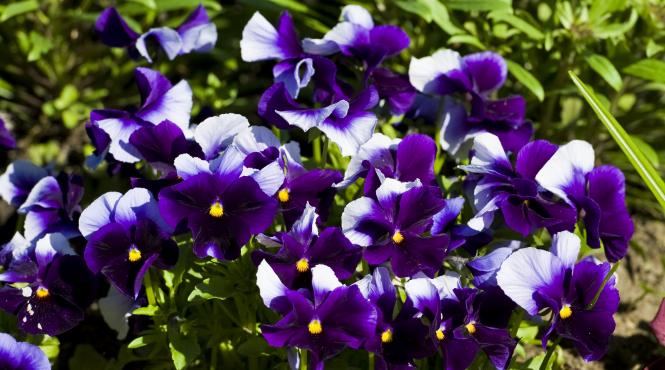 5 sfaturi ingrijire violete africane