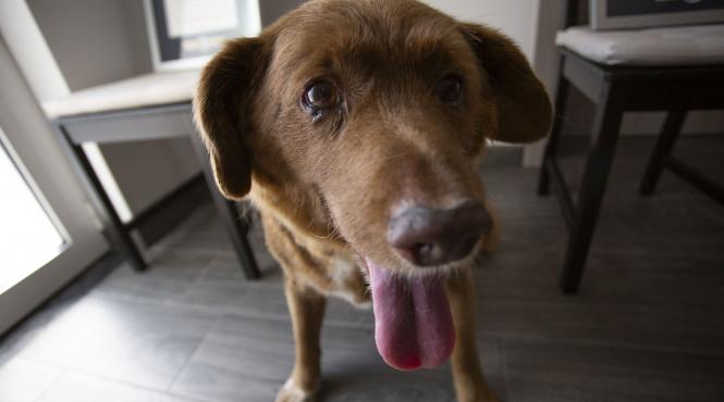 guinness world suspenda titlul cel mai batran caine lume murit 31 ani