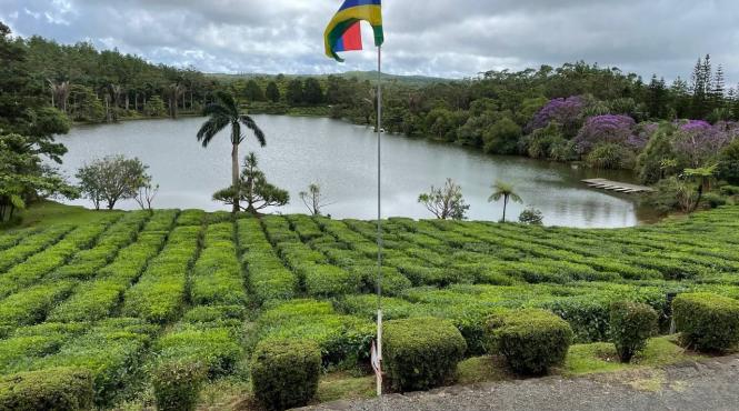 plan reinviere pasare disparuta insula mauritius