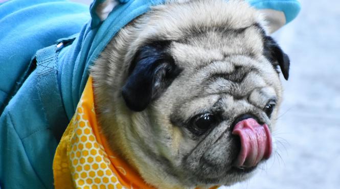 8 rase caini raman tineri toata viata