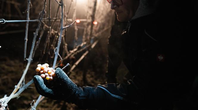 vin gheata produs romanesc exclusiv comandat papa francisc