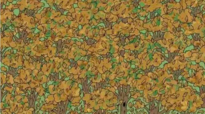 test iq gaseste veverita imagine 9 secunde