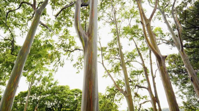 ingredient secret care curata impecabil canapea piele