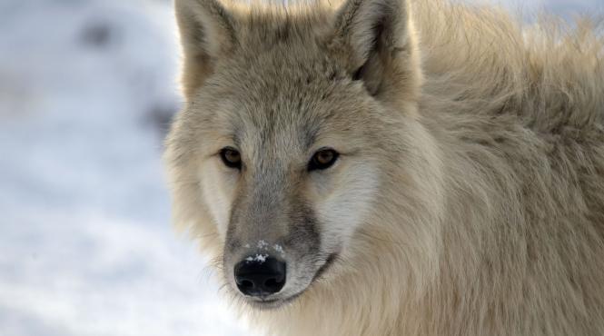 filipii de iarna semnificatie traditii superstitii