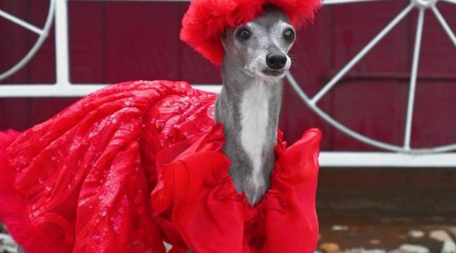 ogar tika caine haute couture garderoba scumpa vedeta