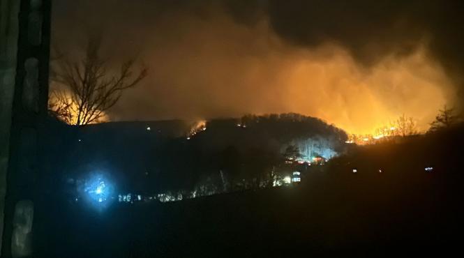 ard 100 hectare vegetatie valcea