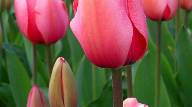 lalea sens termen floare poveste