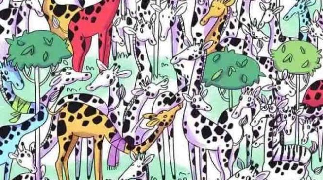 test inteligenta gaseste zebra ascunsa printre girafe