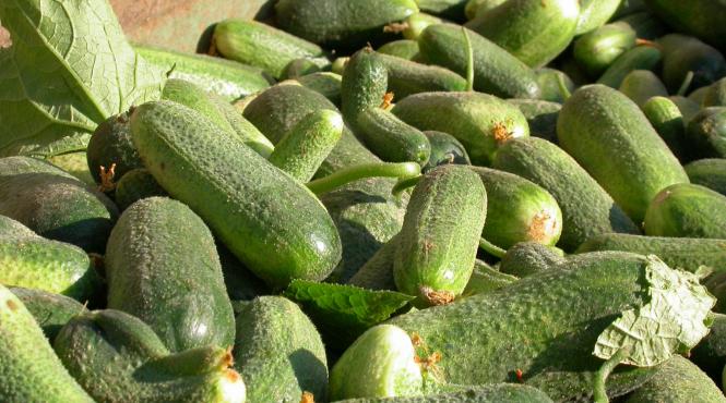 beneficii castravete amar sanatate