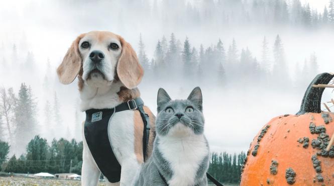 7 cele mai timide rase caini