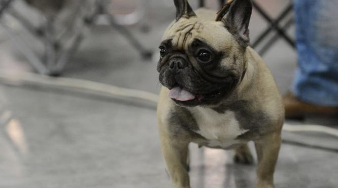 10 cele mai relaxate rase caini