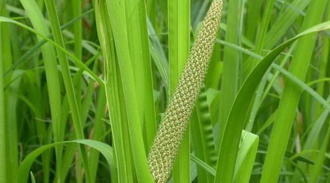 planta proprietati uimitoare sanatate frumusete