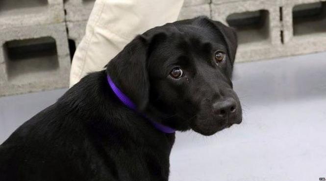 10 cele mai potrivite rase caini familii copii