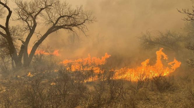 cel mai mare incendiu de vegetatie din istoria texasului a ucis mii de vite