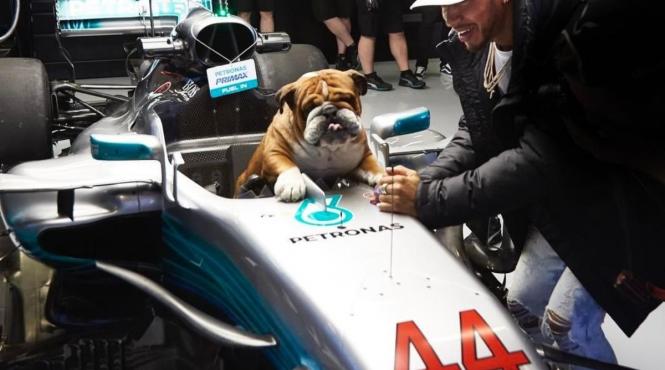 roscoe bulldogul vegan campionului lewis hamilton formula 1