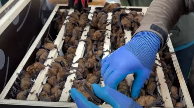 record colonie uriasa lilieci salvata romania familie suceava