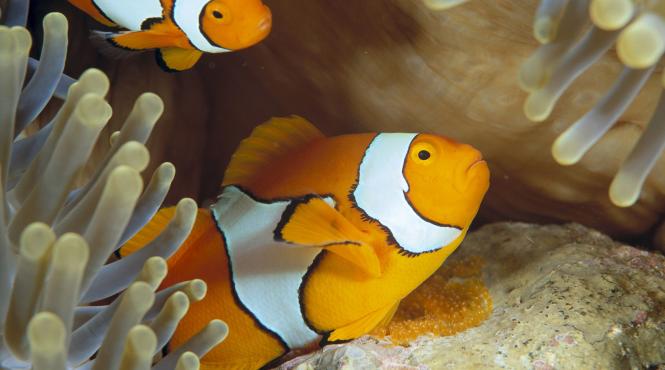 5 cei mai potriviti pesti acvariu acasa