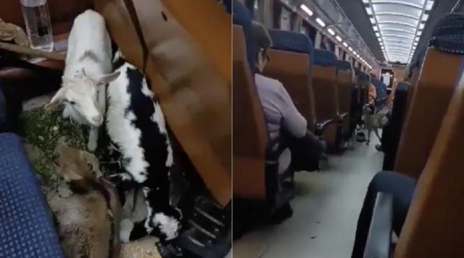 caprele tren deva bucuresti calvar calatori