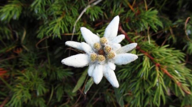 cele mai rare flori romania