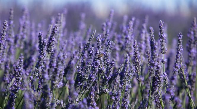 4 metode revigorare lavanda