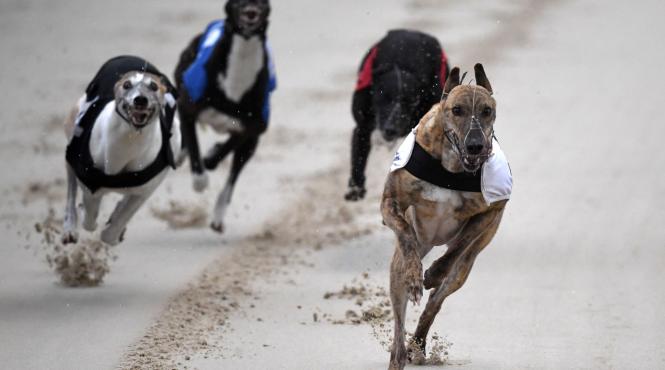 8 cele mai potrivite rase caini barbati singuri