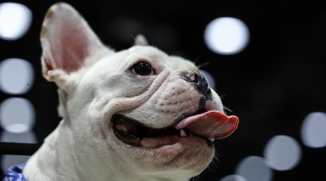 10 rase caini mesteca mult