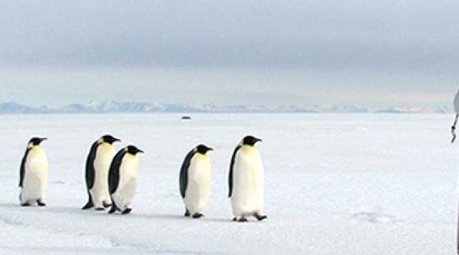 pinguini imperiali declin studiu