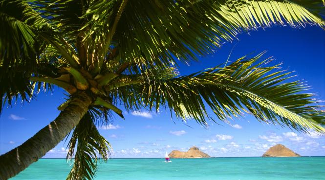 planta alunga umiditate locuinta