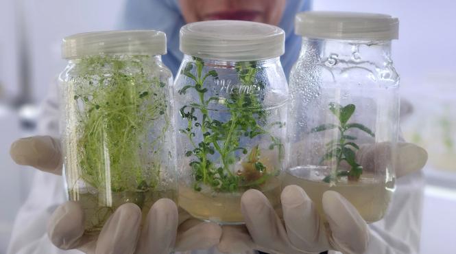 stevia beneficii organism atentie riscuri sanatate