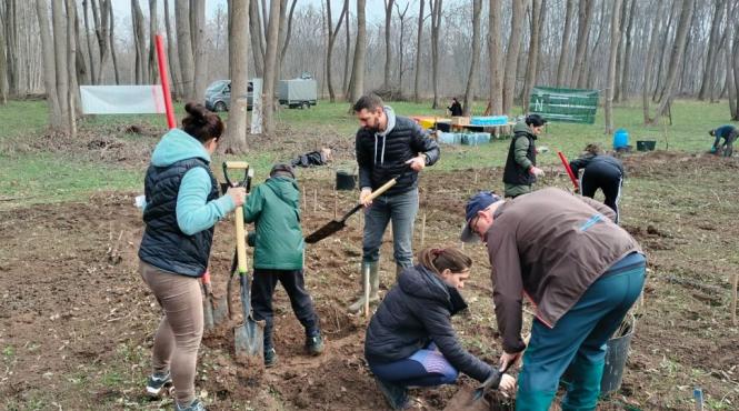 principe nicolae nepot rege mihai impadurire