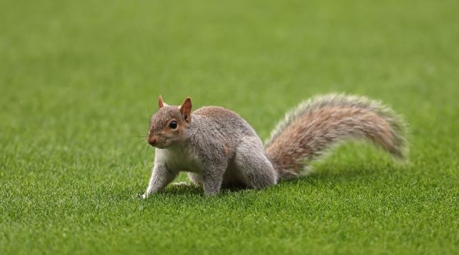 veveritele zburatoare dezvoltatori finlandezi