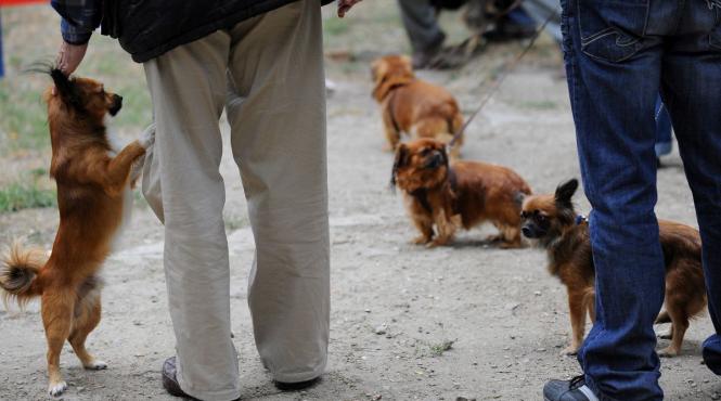 facilitati fiscale adoptie caini comunitari