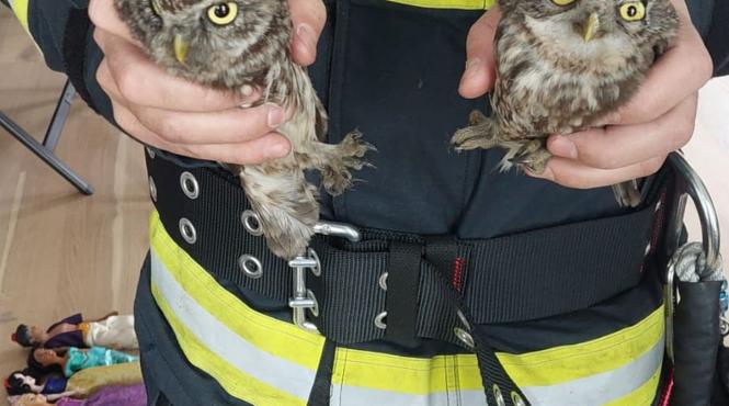 bufnita cos pompieri