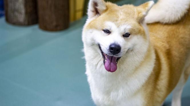 10 cele mai linistite rase caini paza