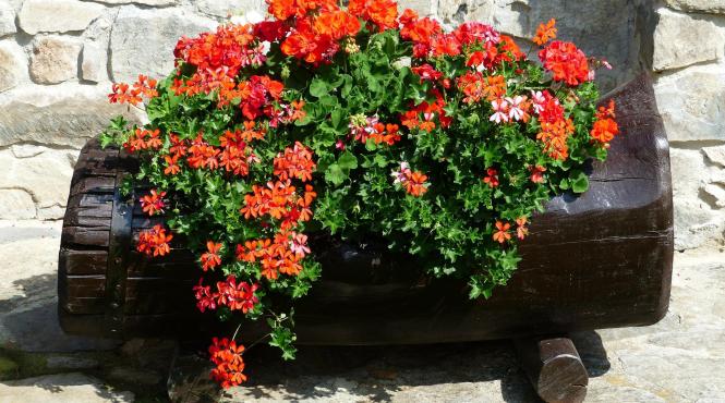 muscate plantare ingrijire