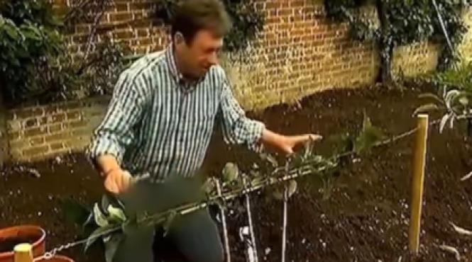 televiziune coreea cenzurat blugi realizator gradinarit bbc