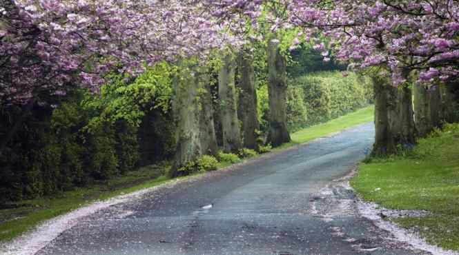 sakura sarbatoare flori cires bucurie suflet