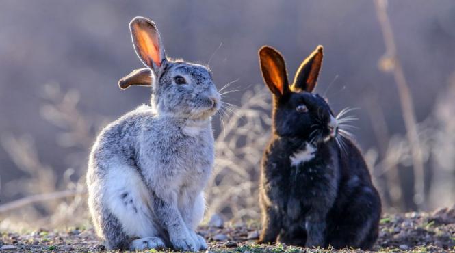 horoscopul lunii aprilie 2024 oportunitati succes dragoste bani