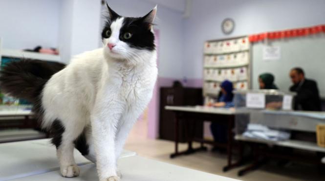 alegeri turcia 2024 opozitia castiga istanbul ankara ekrem imamoglu mansur yavas