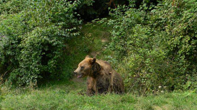 proiect yellowstonede romania parc national