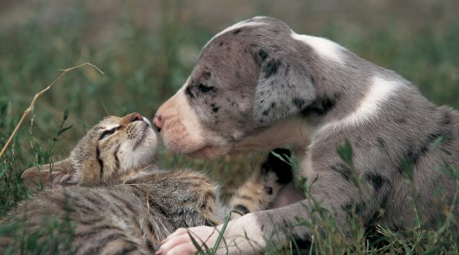 cuplu francez 160 pisici caini interdictie animale companie