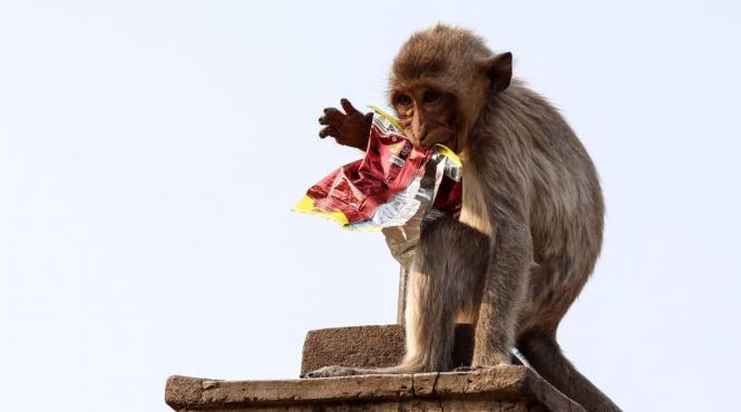 maimute oras thailandez agresive turisti localnici