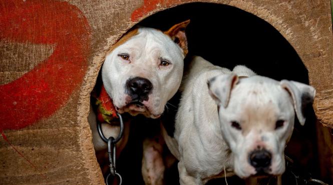 10 cele mai urate rase caini