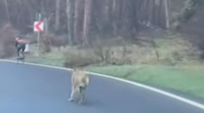 caine brasov lup biciclist