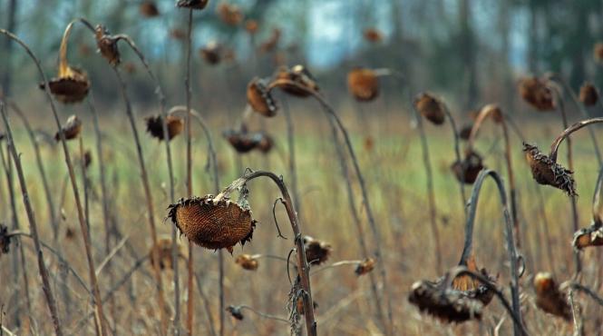 riscuri economice globale consecinte devastatoare evenimente teribile