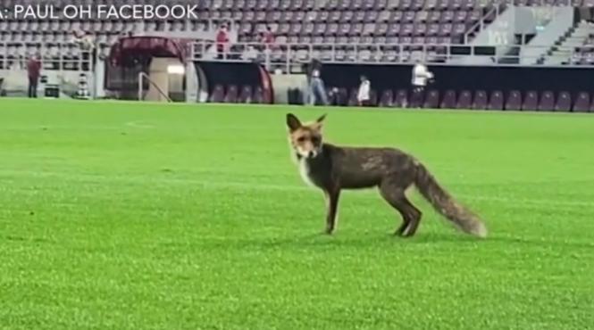 vulpe stadion meci rapid cfr cluj stadion giulesti