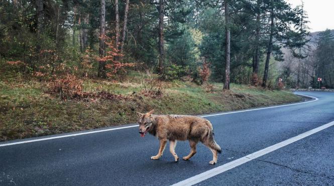 lupoaica autoritati biciclist poveste isterie internet